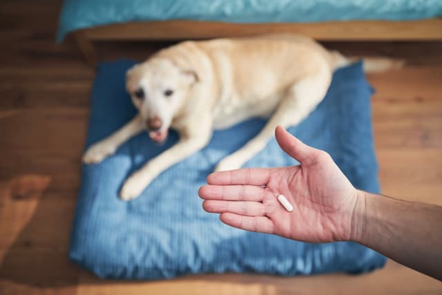 Pet Care